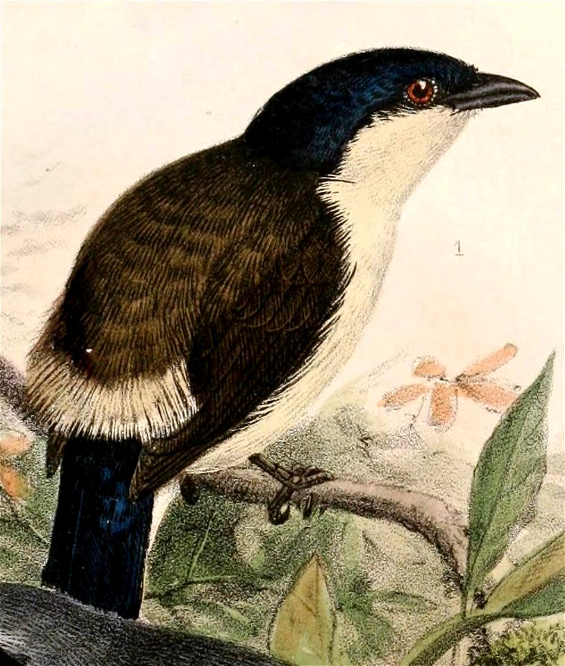 English:  « Nigrita uropygialis » = Nigrita fusconotus uropygialis (Subspecies of White-breasted Nigrita)Français :  « Nigrita uropygialis » = Nigrita fusc