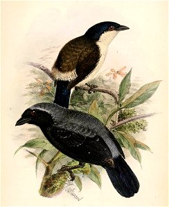 English:  
« Nigrita uropygialis » = Nigrita fusconotus uropygialis (Subspecies of White-breasted Nigrita)
« Nigrita emiliae » = Nigrita canicapillus emiliae (Subspecies o
