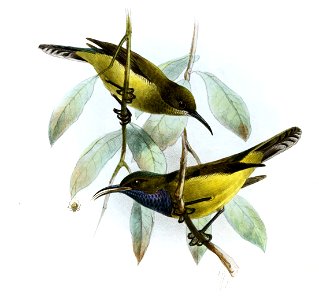 Anabathmis hartlaubii