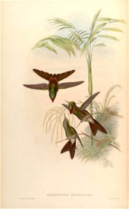 Ramphomicron heteropogon = Chalcostigma heteropogon [1]