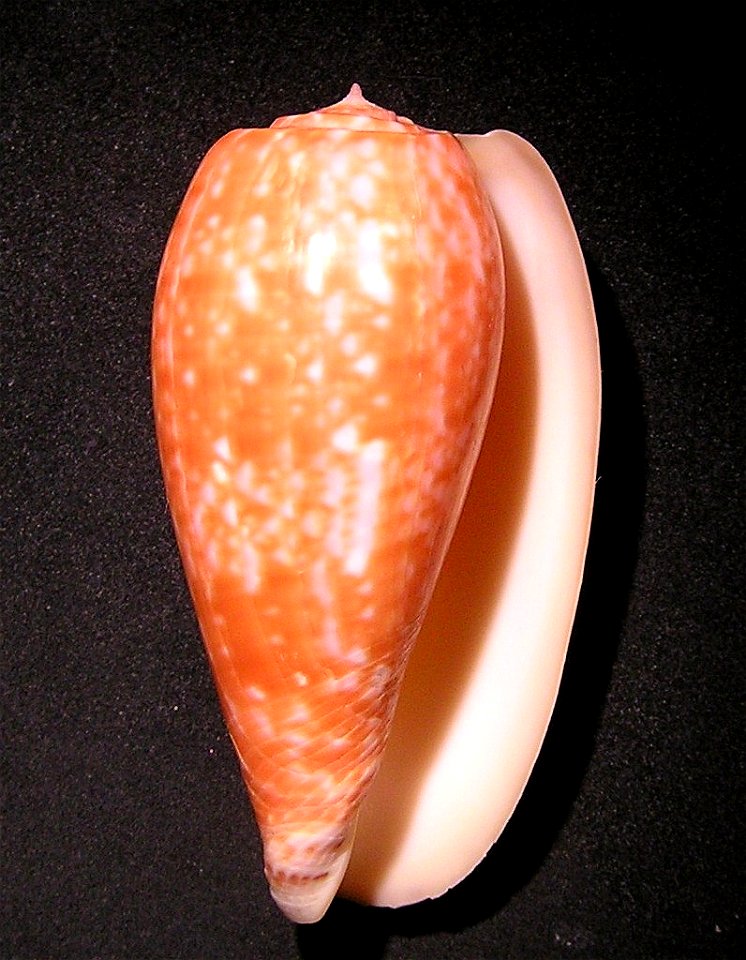 Conus bullatus Linnaeus, 1758 ; the Philippines