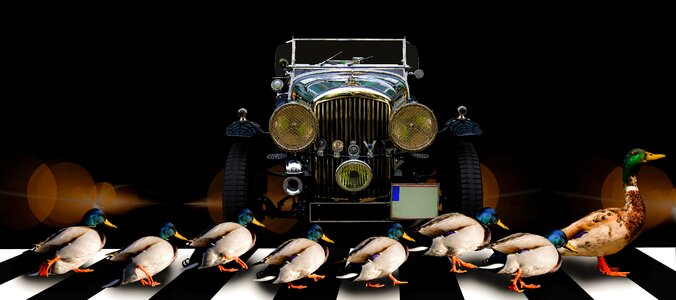 Animals ducks cross