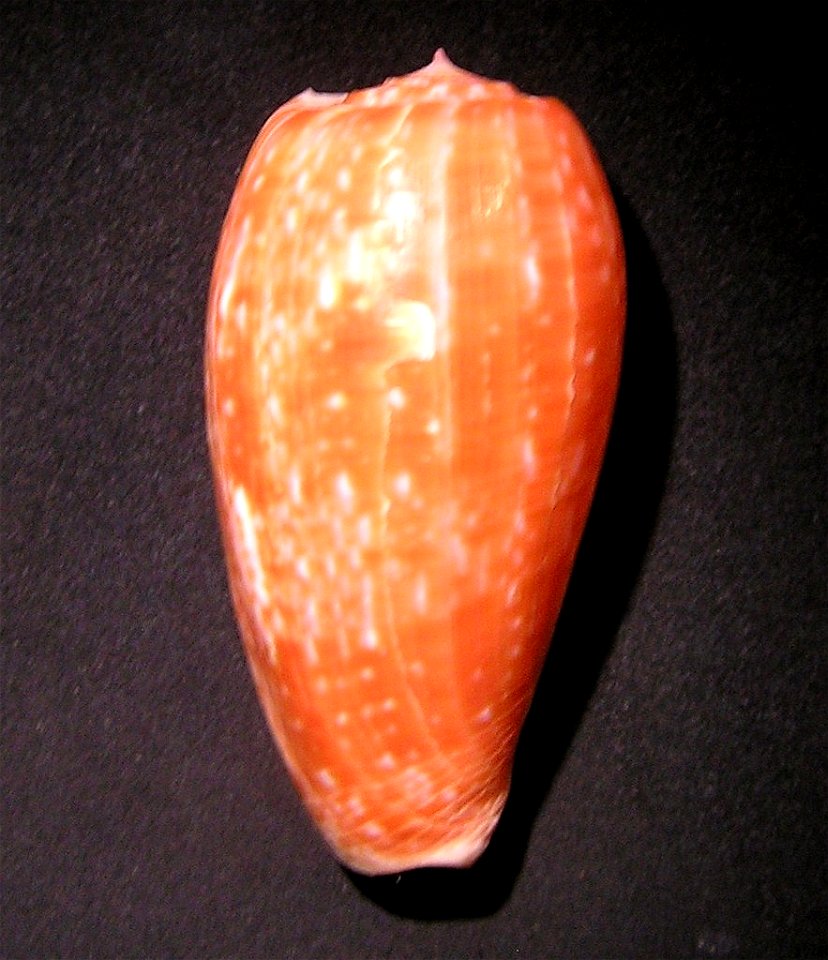 Conus bullatus Linnaeus, 1758 ; the Philippines