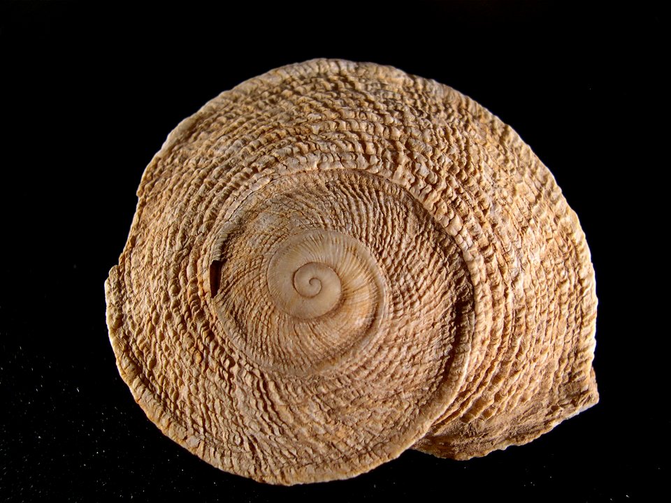Concha de Iberus gualtieranus gualtieranus de Sierra Elvira (Granada, España), especialmente aplanada.