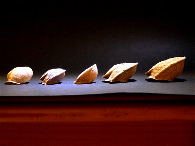 De izquierda a derecha: una concha de Iberus gualtieranus alonensis de Sierra Elvira (Granada), dos conchas de I. g. gualtieranus de Sierra Elvira, y dos conchas de I. g. gualtieranus de la Sierra de 