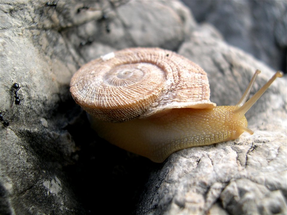 Ejemplar de Iberus gualtieranus gualtieranus desplazándose por la roca caliza en Sierra Elvira (Granada, España).