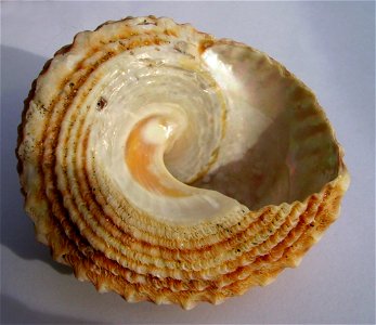 Cookia sulcata (Cook's turban) Catlins (underside)