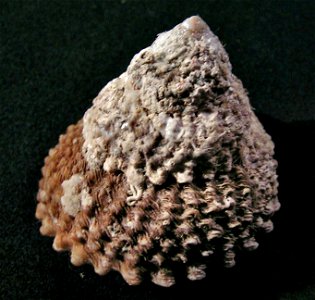 Cookia sulcata (Lightfoot, 1786); family Turbinidae; New Zealand