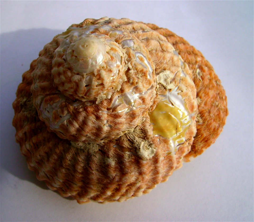 Cookia sulcata (Cook's turban) Catlins