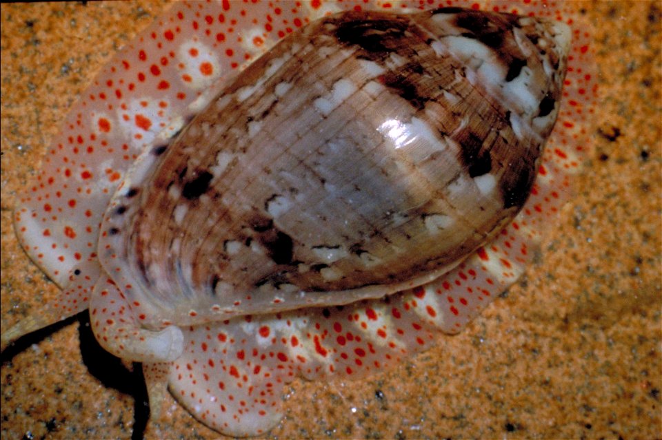 Species: Marginella rosea Hutton, 1873. False Bay, South Africa