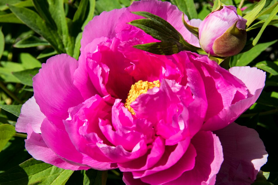 Blossom bloom ornamental plant photo