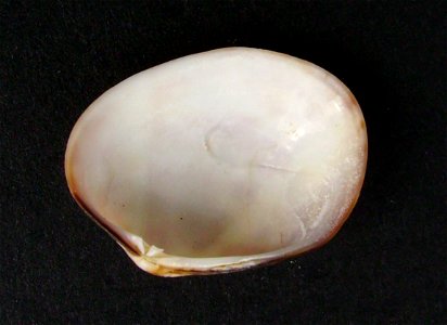 Ruditapes largillierti (inside) from Motuora Island, near Auckland, New Zealand.




Public domainPublic domainfalsefalse





This work has been released into the  by its author, Graham Bould. This a