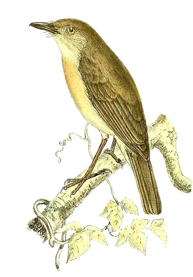 Newtonia brunneicauda (Common Newtonia)