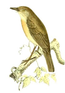Newtonia brunneicauda (Common Newtonia)