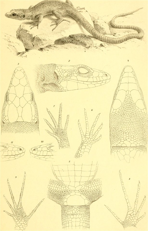 : Annalen des Naturhistorischen Museums in Wien
Identifier: annalendesnaturh07natu (find matches)
Year: 1892 (1890s)
Authors: Naturhistorisches Museum (Austria)
Subjects: Naturhistorisches Museum (Aus