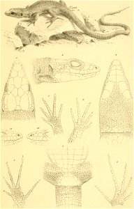 : Annalen des Naturhistorischen Museums in Wien
Identifier: annalendesnaturh07natu (find matches)
Year: 1892 (1890s)
Authors: Naturhistorisches Museum (Austria)
Subjects: Naturhistorisches Museum (Aus