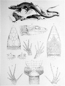 Dinarolacerta mosorensis, iconography 1892 Franz Steindacher