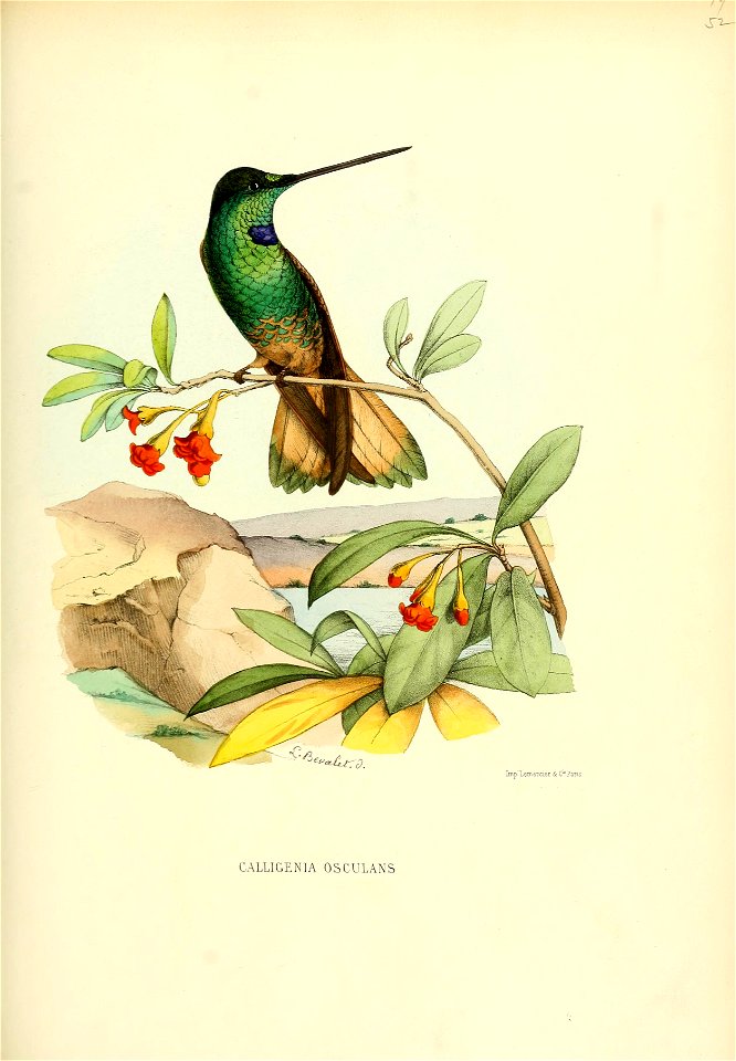 Calligenia osculans = Coeligena violifer osculans[1]