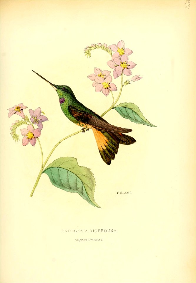 Calligenia dichroura = Coeligena violifer dichroura [1]