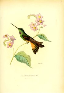 Calligenia dichroura = Coeligena violifer dichroura [1]