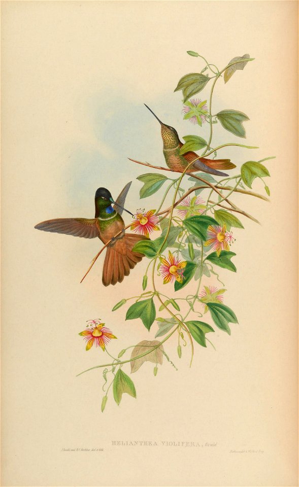 Helianthea violifera = Coeligena violifer [1]