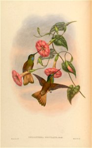Helianthea osculans = Coeligena violifer osculans [1]