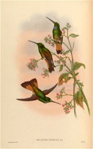 Helianthea dichroura = Coeligena violifer dichroura [1]