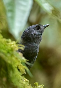 Tatama Tapaculo; Tatama Reserve, Pueblo Rico, Risaralda, Colombia