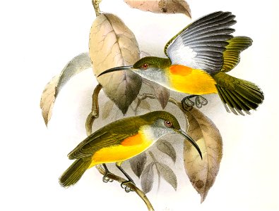 Arachnothera flammifera