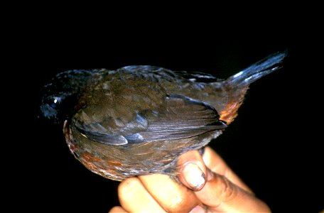 Rufous-breasted Antthrush (Formicarius rufipectus) from Ecuador