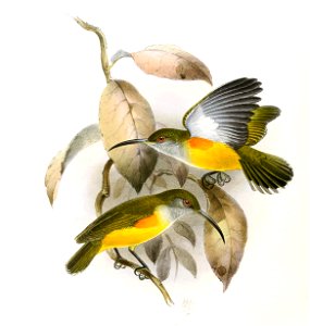 Arachnothera flammifera