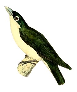 Artamia viridis = Leptopterus chabert (Chabert's Vanga)