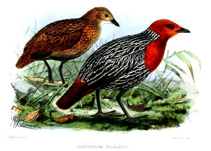 Madagascar Flufftail, adult female (left) and male (right)