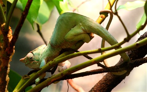 Belted chameleon (Furcifer balteatus) at the Buffalo Zoo