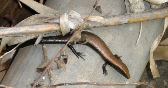 Chalcides viridanus. Lisa Gomera o eslizón de La Gomera
