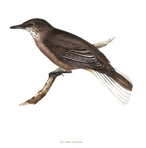Agriornis leucurus (= Agriornis montanus leucura)
