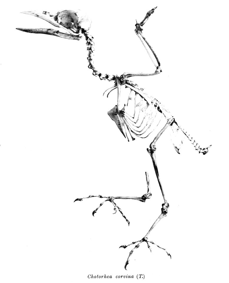 Bird skeletons. Chotorhea corvina =Psilopogon corvina