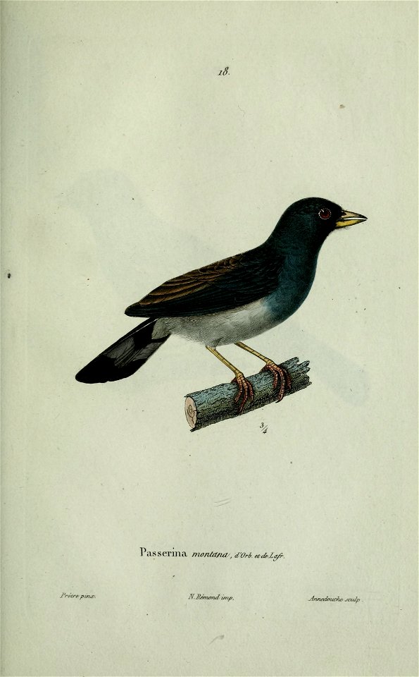 j asseniia monta/ia ,d'Or6 etc&la^. 
J^rètre pu.jt. 
N. Hfnwrui imp. 

jirutedouche .jtitjp