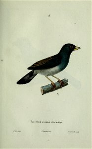 j asseniia monta/ia ,d'Or6 etc&la^. 
J^rètre pu.jt. 
N. Hfnwrui imp. 

jirutedouche .jtitjp
