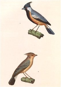 English: « Fringilla ornata » = Charitospiza eucosma (Coal-crested Finch) - male and femaleFrançais : « Fringilla ornata » = Charitospiza eucosma (Charit photo