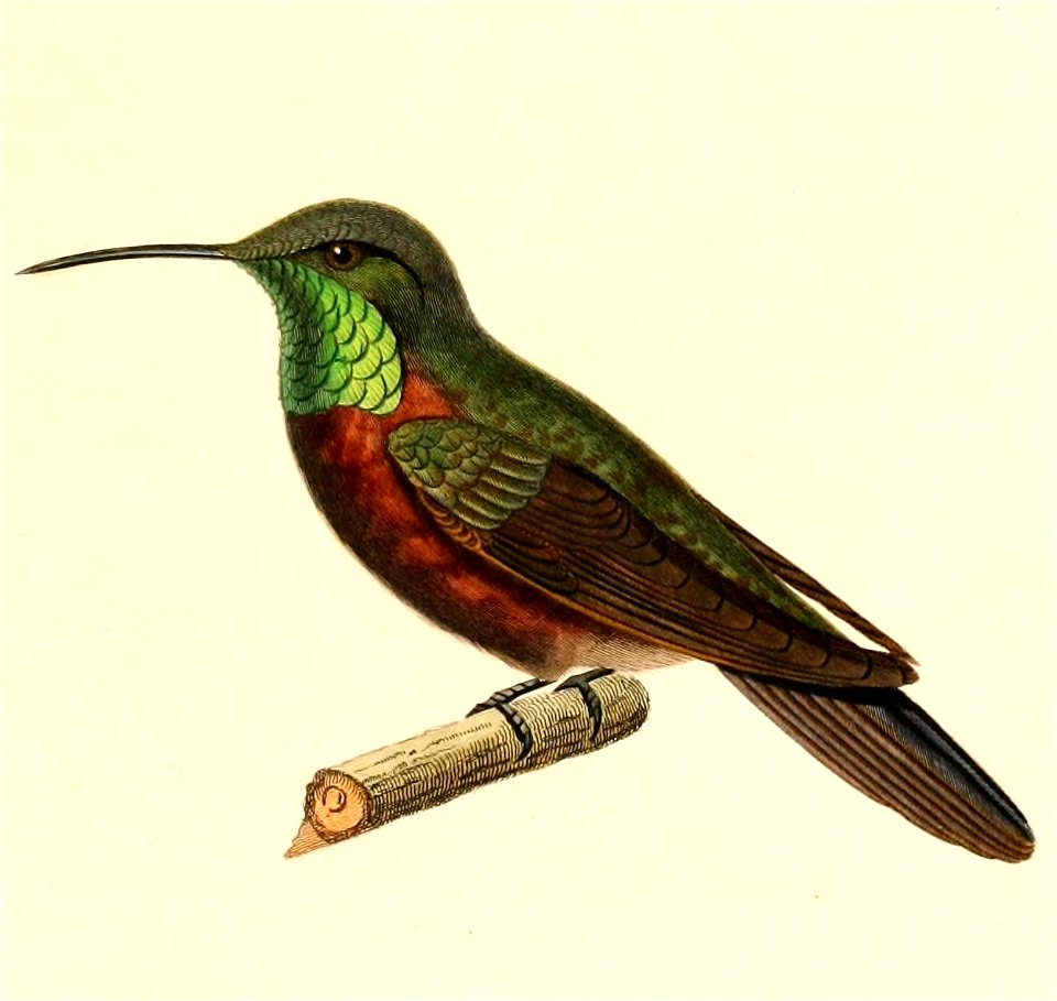 English:  « Orthorhynchus adela » = Oreotrochilus adela (Wedge-tailed Hillstar)Français :  « Orthorhynchus adela » = Oreotrochilus adela (Colibri adèle)
