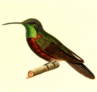 English:  « Orthorhynchus adela » = Oreotrochilus adela (Wedge-tailed Hillstar)Français :  « Orthorhynchus adela » = Oreotrochilus adela (Colibri adèle)