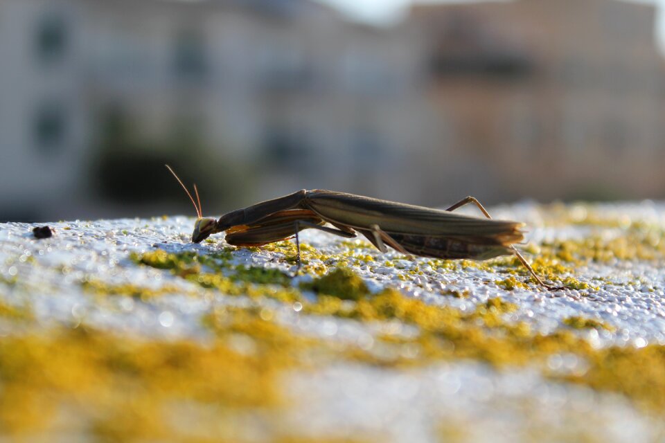 Insect wildlife animal