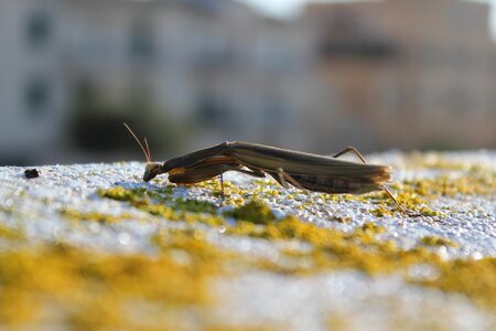 Insect wildlife animal