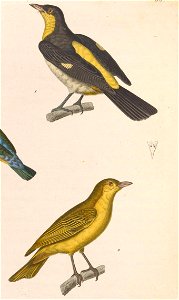 English:  « Tanagra speculifera » = Hemithraupis flavicollis flavicollis (Subspecies of Yellow-backed Tanager) - male and femaleFrançais :  « Tanagra speculifer