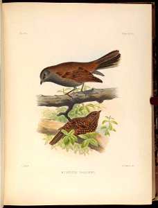 E'Xs . Orru 
Plate XXVII 
J . Spa.it Kth 
M &-N H&nhart imp 

MYIADESTES RALLOIDES