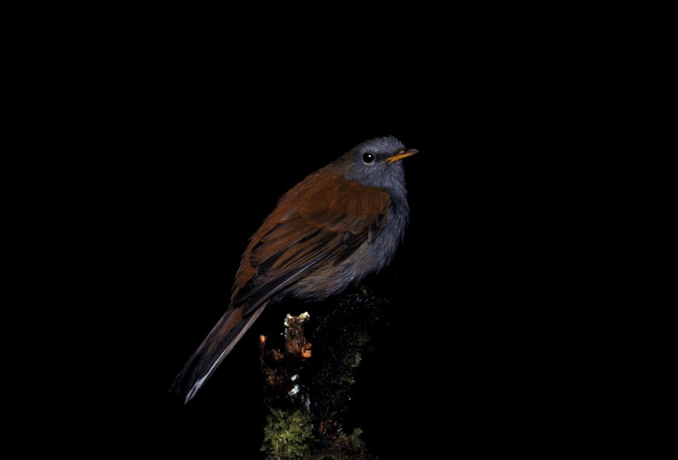 Andean Solitaire (Myadestes ralloides) from the NBII Image Gallery. Photographed at Chinopintza Cordillera del Condor, Morona Santiago, Ecuador.