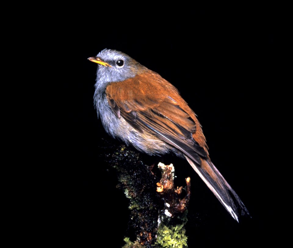 Andean Solitaire (Myadestes ralloides) from the NBII Image Gallery. Photographed at Chinopintza Cordillera del Condor, Morona Santiago, Ecuador.