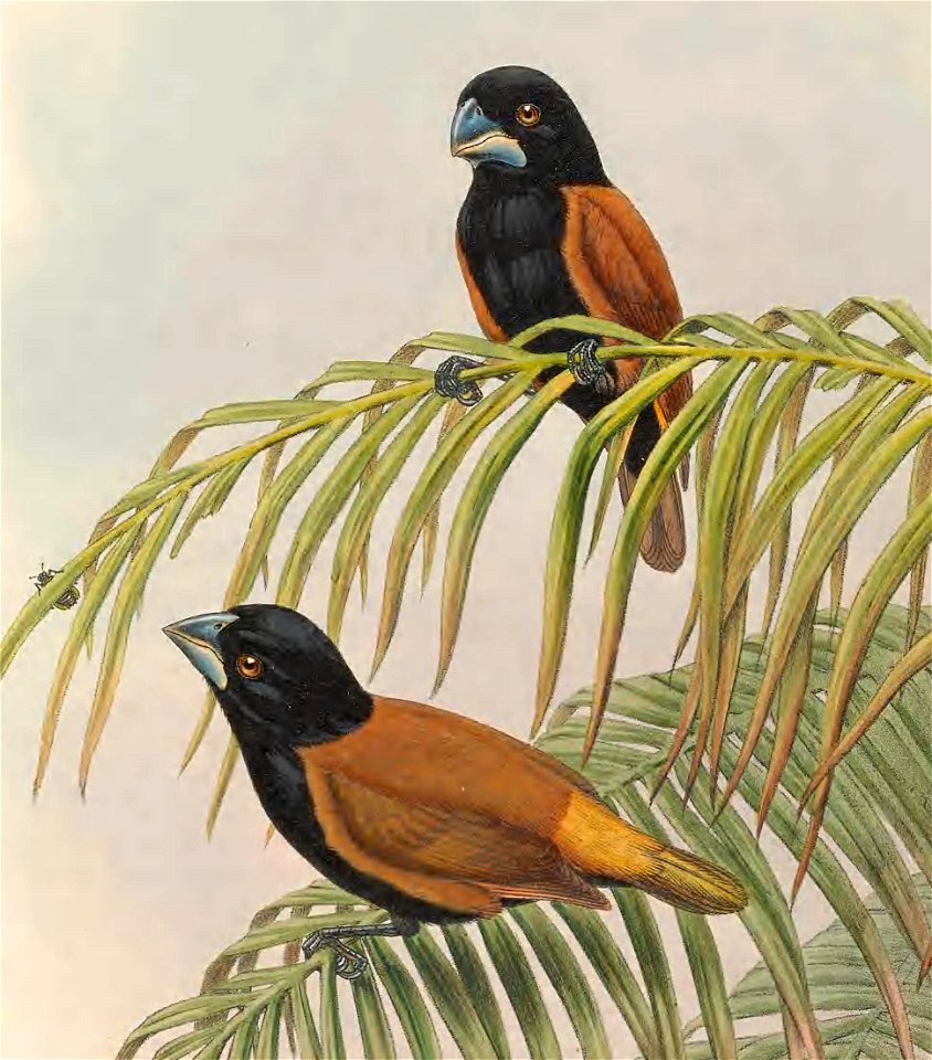 Munia grandis=Lonchura grandis in The birds of New Guinea and the adjacent Papuan islands, including many new species recently discovered in Australia. v.4. (Plate 22)