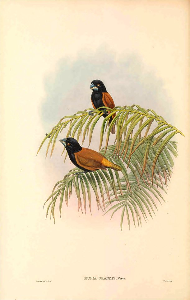 Munia grandis=Lonchura grandis in The birds of New Guinea and the adjacent Papuan islands, including many new species recently discovered in Australia. v.4. (Plate 22)
